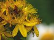 Flowers of a hypericum on a years meadow.