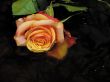 Art. Roses in water.