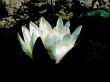Art. White waterlily. A water flower.