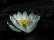 Art. White waterlily. A water flower.