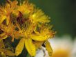 Flowers of a hypericum on a years meadow.