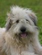 pyrenean dog