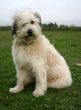 pyrenean dog