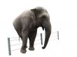 Elephant before a fence, isolated