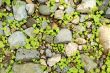 Little plants between rocks