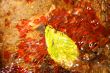 Fallen Leaf Over Red Rock