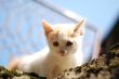 curious lil` cat