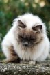 Cat on fence