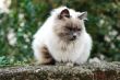 Cat on fence