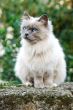 Cat on fence