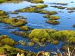 Green moss in water