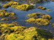 Green moss in water