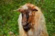 Ugly goat portrait