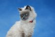 Cat on the roof