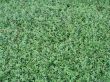 green leaves background