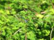 dragonfly & green leaves background