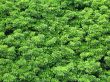 green leaves background