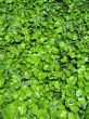 climbing plant