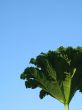 giant green leaf close-up