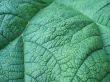 giant green leaf close-up