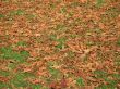 brown leaves