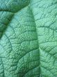 giant green leaf close-up