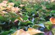 climbing plants background
