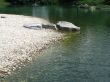 small green water river