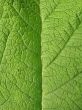 giant green leaf close-up