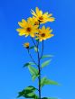 Yellow Flowers