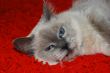 Cat Lying On A Red Carpet