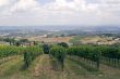 Vineyards near San Gimignano (Siena, Tuscany)
