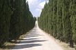 Road with cypresses in Tuscany
