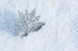 winter decoration