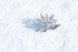 winter scene