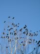 crow family in a tree