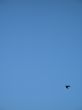 crow flying in the blue sky