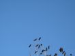 crow family in a tree