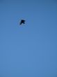 crow flying in the blue sky