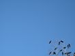 crow family in a tree