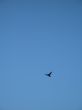 crow flying in the blue sky