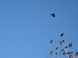 crow family in a tree