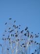 crow family in a tree