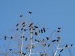 crow family in a tree