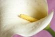 Beautiful calla lilly on pink