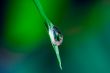 Waterdrop on grass