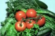 Red tomatoes with greenery and cucumbers