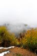 Fall Colors