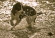 English Springer Spaniel and Ball