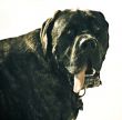 Neapolitan Mastiff